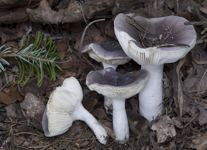 Russula azurea